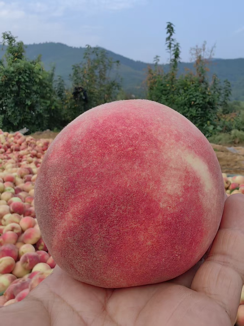 临朐沂山地果金秋红蜜4两起步精品果