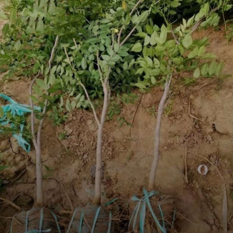 紫藤苗紫藤树苗盆栽紫藤花苗攀援花卉紫藤盆栽爬藤植物