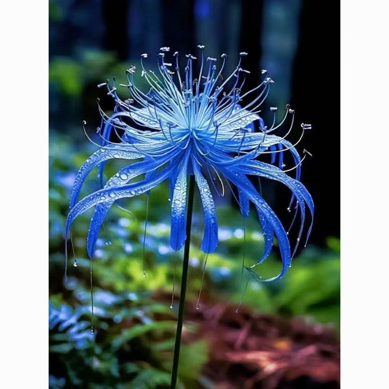 彼岸花种球易活红花石蒜曼珠沙华种球四季庭院阳台绿植盆栽种