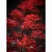 彼岸花种球易活红花石蒜曼珠沙华种球四季庭院阳台绿植盆栽种