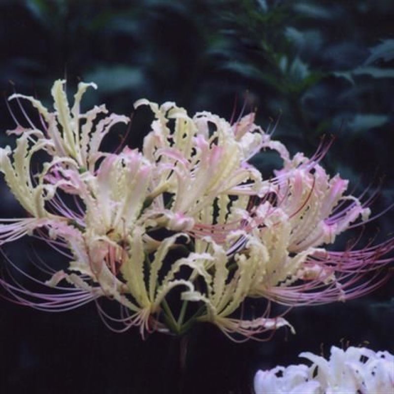 彼岸花种球易活红花石蒜曼珠沙华种球四季庭院阳台绿植盆栽种