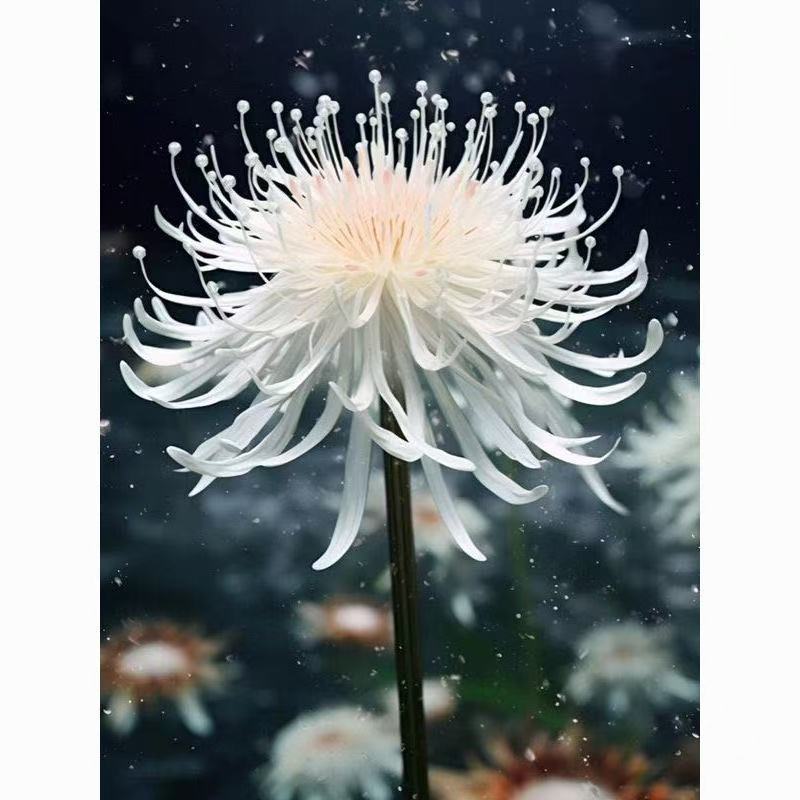 彼岸花种球易活红花石蒜曼珠沙华种球四季庭院阳台绿植盆栽种