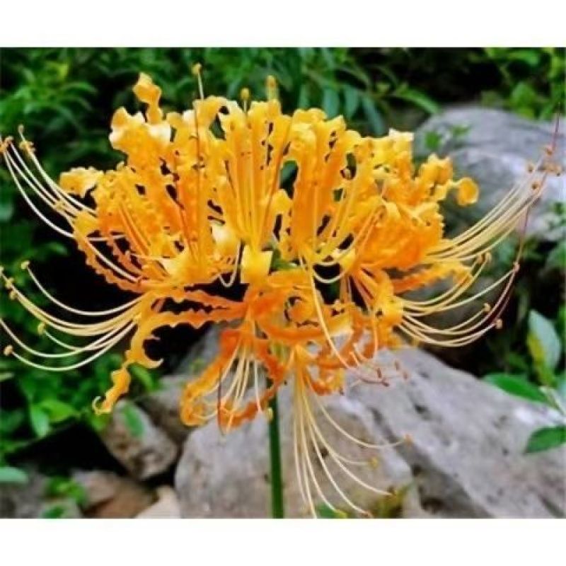 彼岸花种球易活红花石蒜曼珠沙华种球四季庭院阳台绿植盆栽种