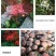 彼岸花种球易活红花石蒜曼珠沙华种球四季庭院阳台绿植盆栽种