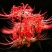 彼岸花种球易活红花石蒜曼珠沙华种球四季庭院阳台绿植盆栽种