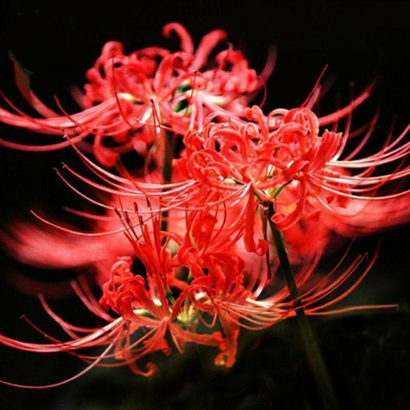 彼岸花种球易活红花石蒜曼珠沙华种球四季庭院阳台绿植盆栽种