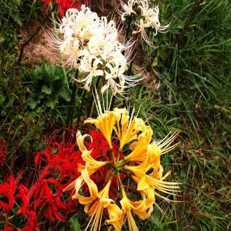 彼岸花种球易活红花石蒜曼珠沙华种球四季庭院阳台绿植盆栽种