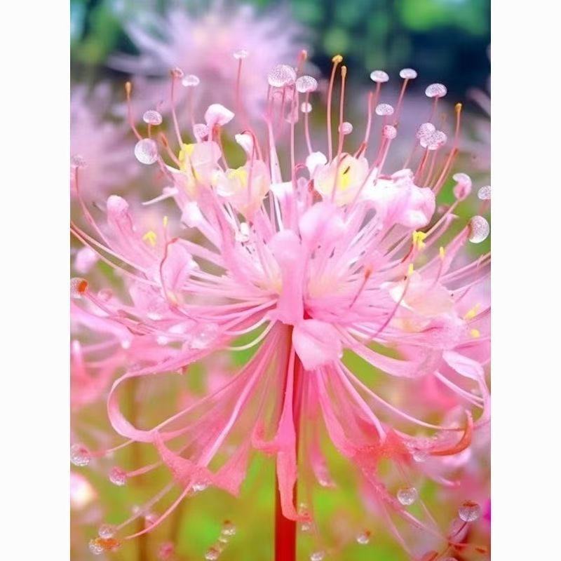 彼岸花种球易活红花石蒜曼珠沙华种球四季庭院阳台绿植盆栽种