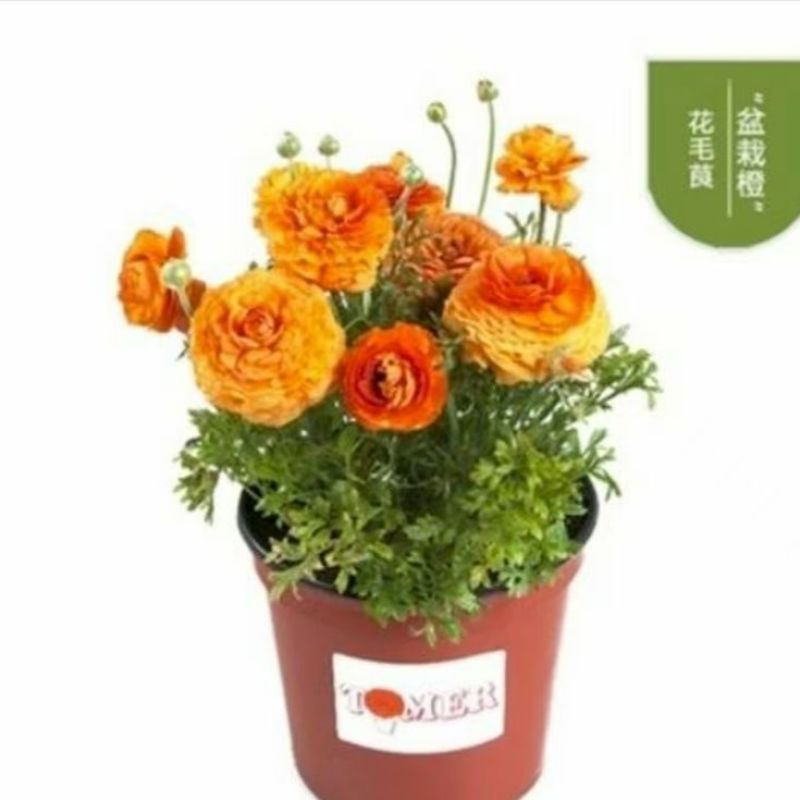 花毛茛种球根室内外阳台盆栽绿植四季易种芹菜洋