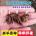 花毛茛种球根室内外阳台盆栽绿植四季易种芹菜洋