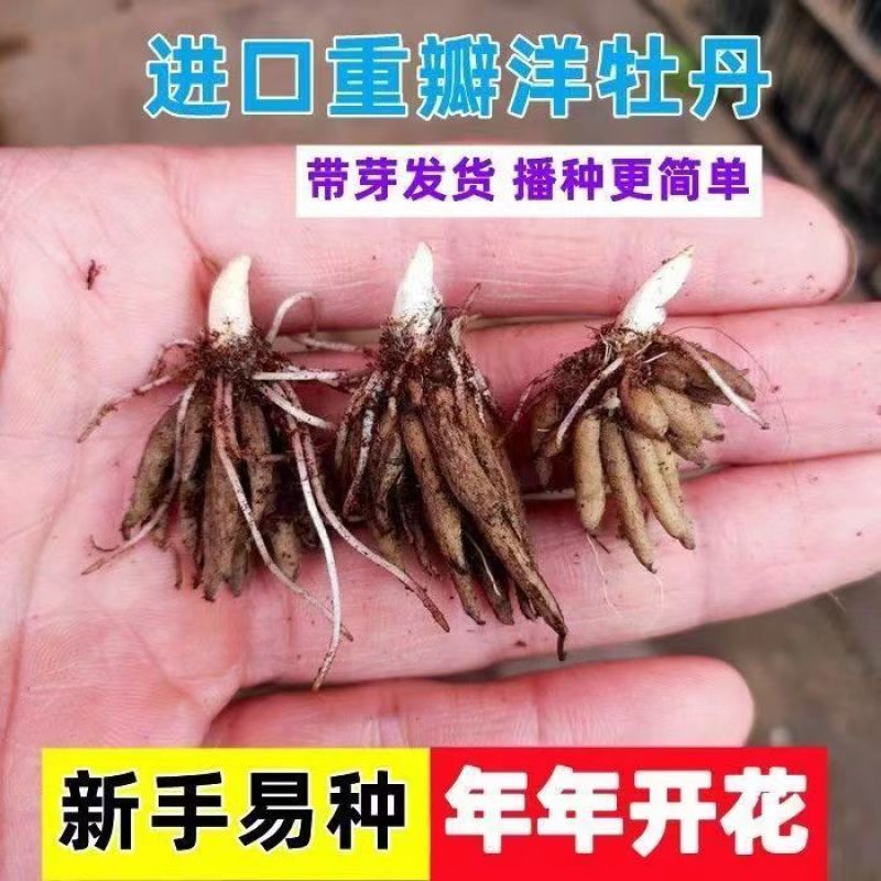 花毛茛种球根室内外阳台盆栽绿植四季易种芹菜洋