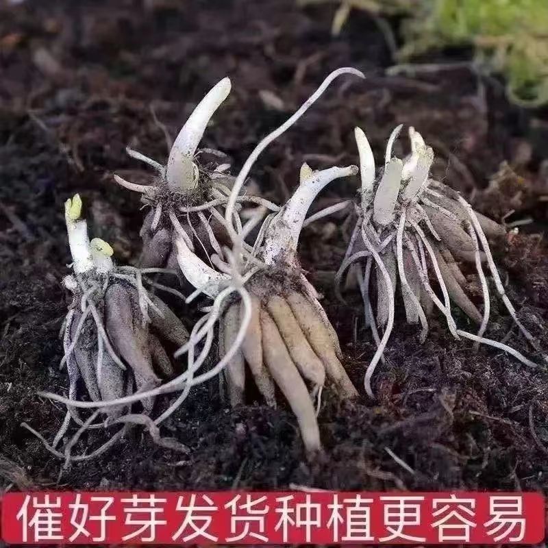 花毛茛种球根室内外阳台盆栽绿植四季易种芹菜洋