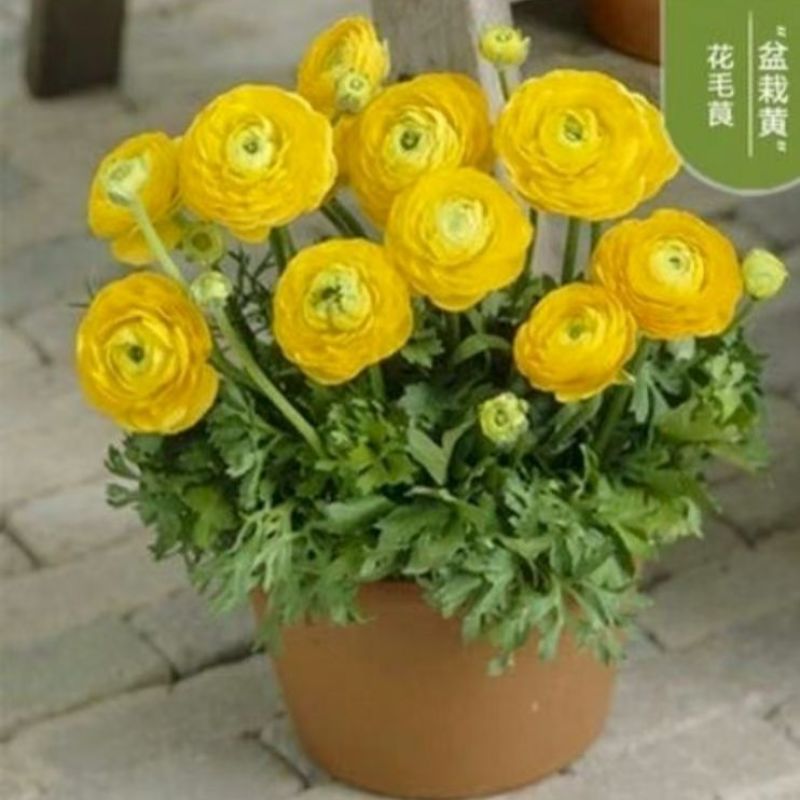 花毛茛种球根室内外阳台盆栽绿植四季易种芹菜洋