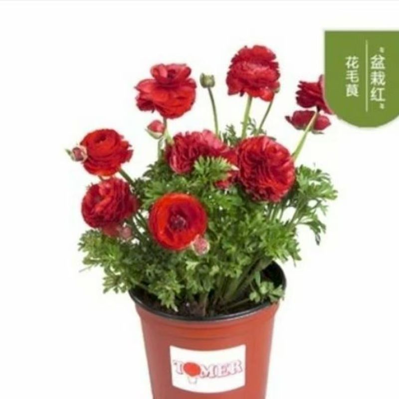 花毛茛种球根室内外阳台盆栽绿植四季易种芹菜洋