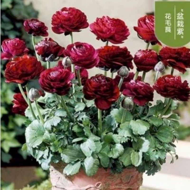 花毛茛种球根室内外阳台盆栽绿植四季易种芹菜洋