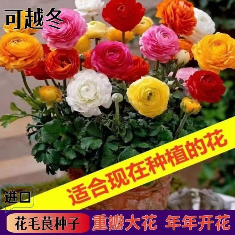 花毛茛种球根室内外阳台盆栽绿植四季易种芹菜洋