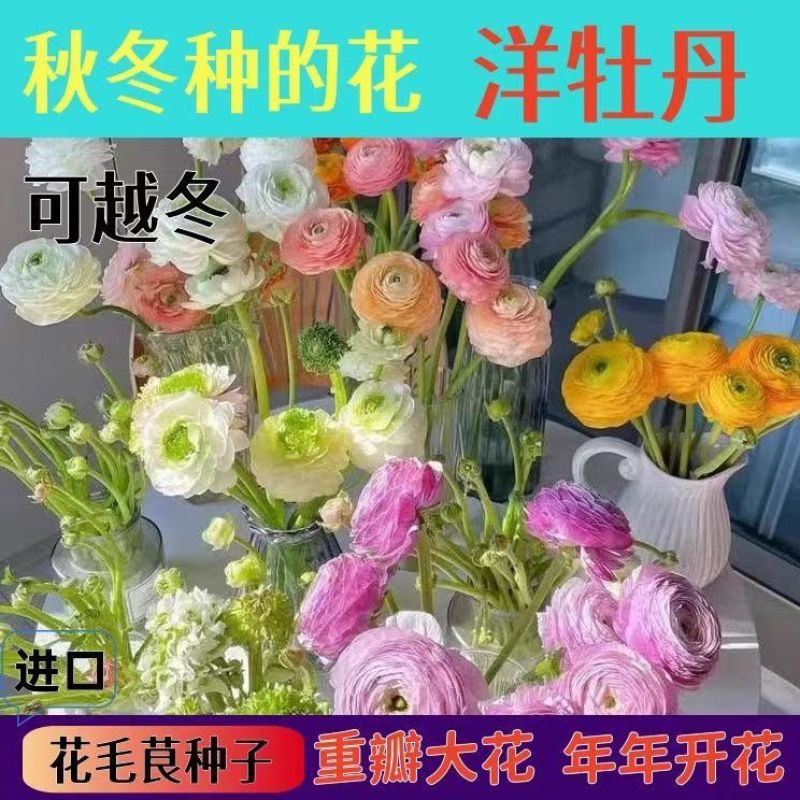 花毛茛种球根室内外阳台盆栽绿植四季易种芹菜洋