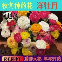 花毛茛种球根室内外阳台盆栽绿植四季易种芹菜洋
