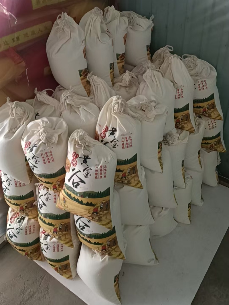 黄金苗小米/金苗K1/赤峰黄小米/2025年新小米上市中