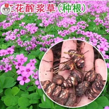红花酢浆草多年生种根植物红花草工程道路小区别墅绿化用苗