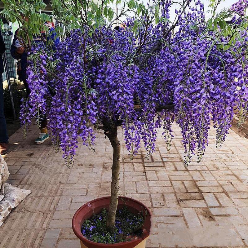 紫藤紫藤树苗紫藤苗攀援爬藤植物绿化工程