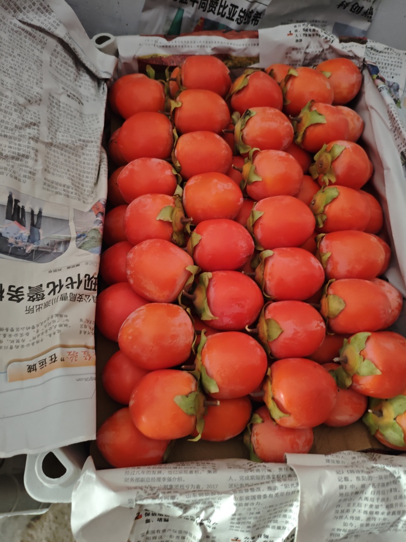 早吊红柿子上市了量大价优基地直发保质保量欢迎电联