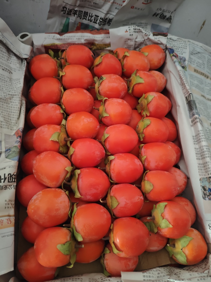 早吊红柿子上市了量大价优基地直发保质保量欢迎电联