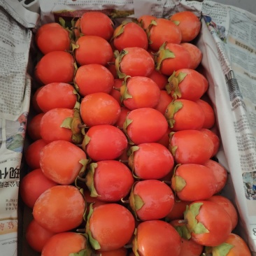 早吊红柿子上市了量大价优基地直发保质保量欢迎电联