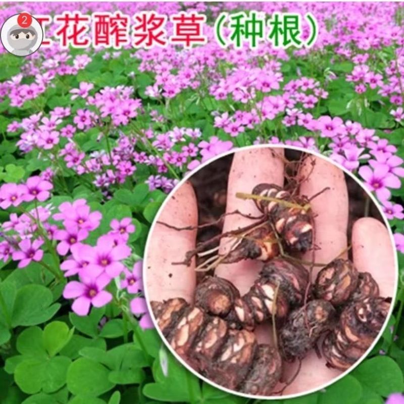 红花酢浆草多年生种根植物红花草工程道路小区别墅绿化用苗