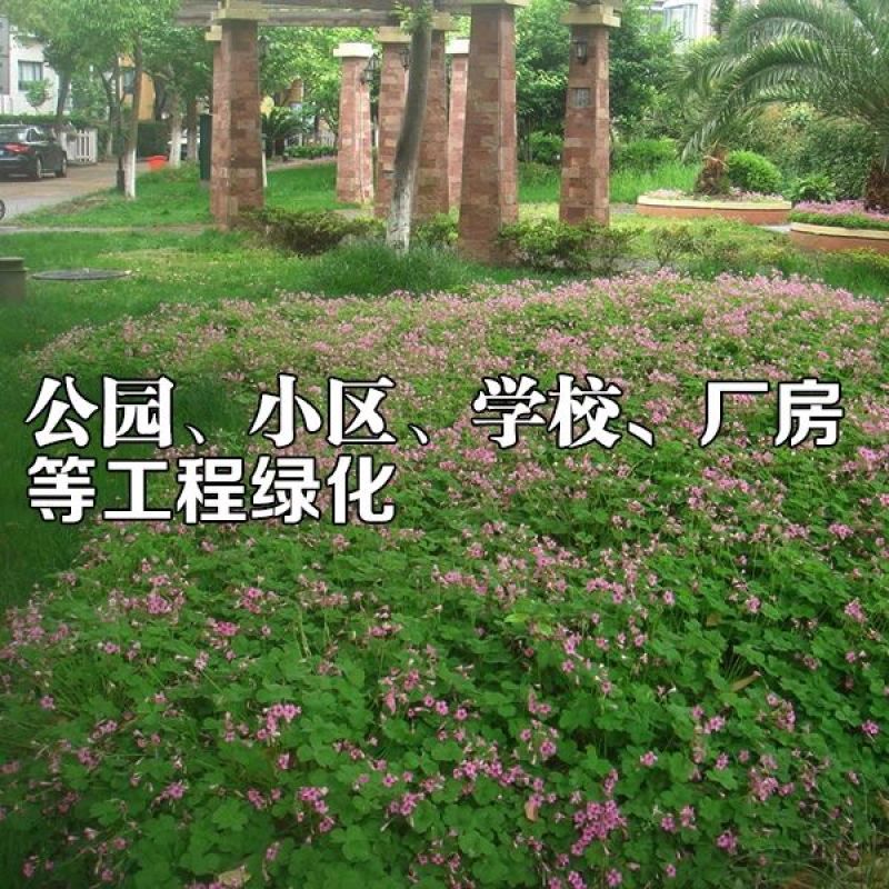 红花酢浆草多年生种根植物红花草工程道路小区别墅绿化用苗