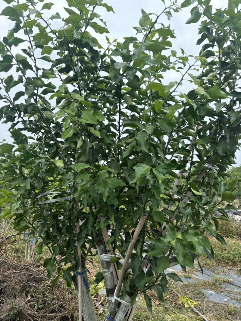 阿蜜达穗条！（爱媛46号）11月成熟！早熟耙耙柑