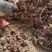 红花酢浆草多年生种根植物红花草工程道路小区别墅绿化用苗