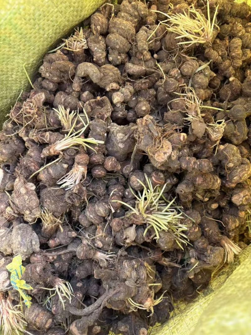红花酢浆草多年生种根植物红花草工程道路小区别墅绿化用苗