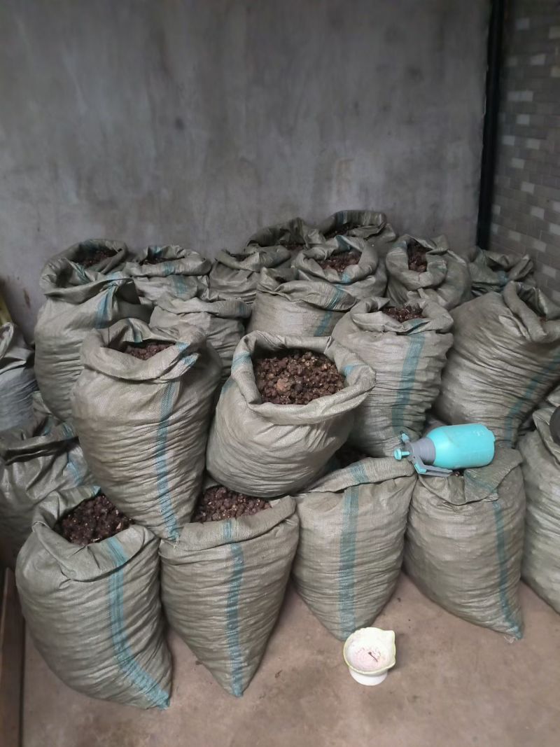 红花酢浆草多年生种根植物红花草工程道路小区别墅绿化用苗