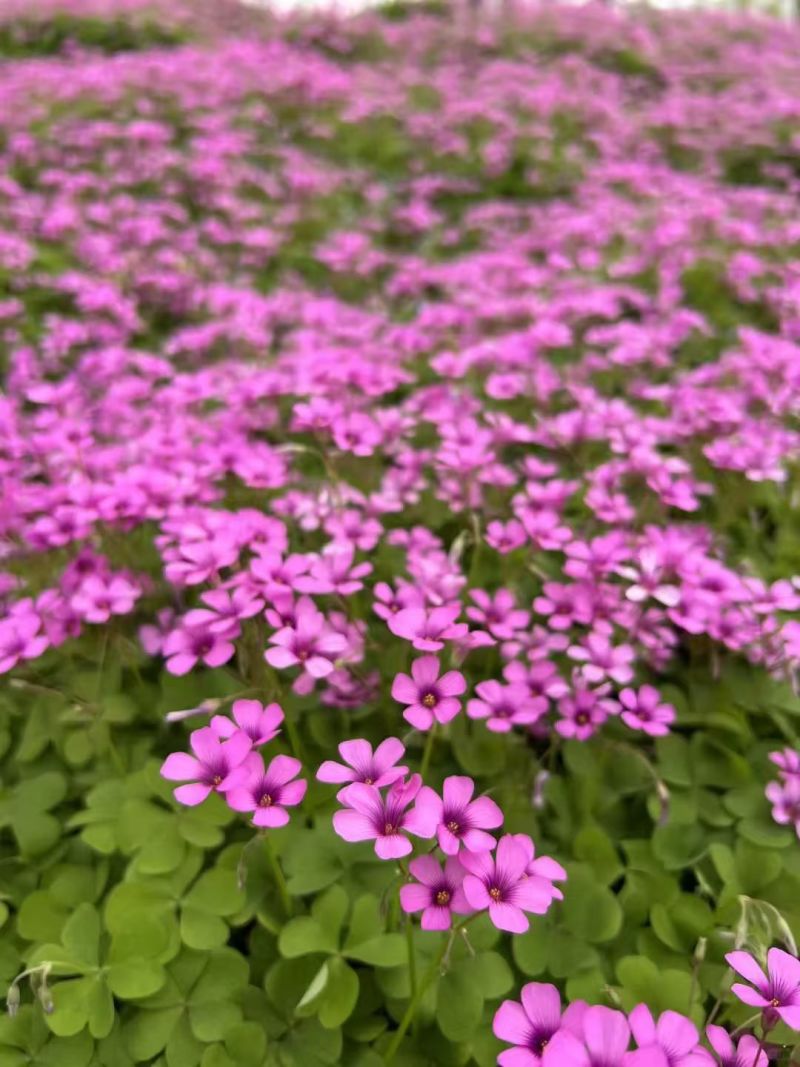 红花酢浆草多年生种根植物红花草工程道路小区别墅绿化用苗