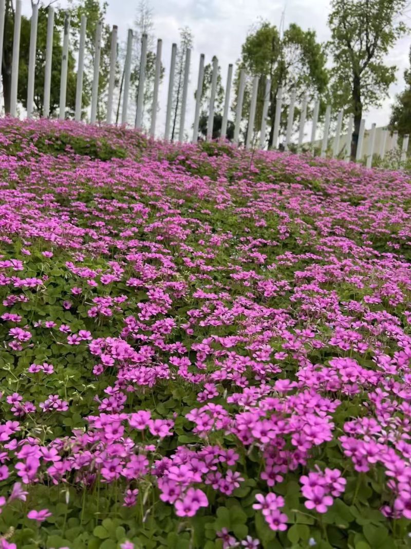 红花酢浆草多年生种根植物红花草工程道路小区别墅绿化用苗