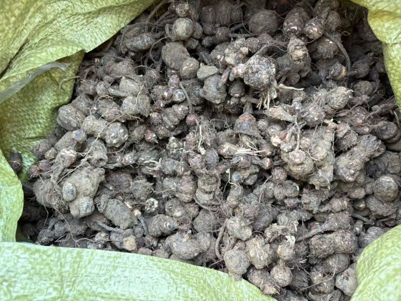 红花酢浆草多年生种根植物红花草工程道路小区别墅绿化用苗