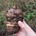 昭通小草坝鲜天麻农家自种现挖现发带泥保鲜