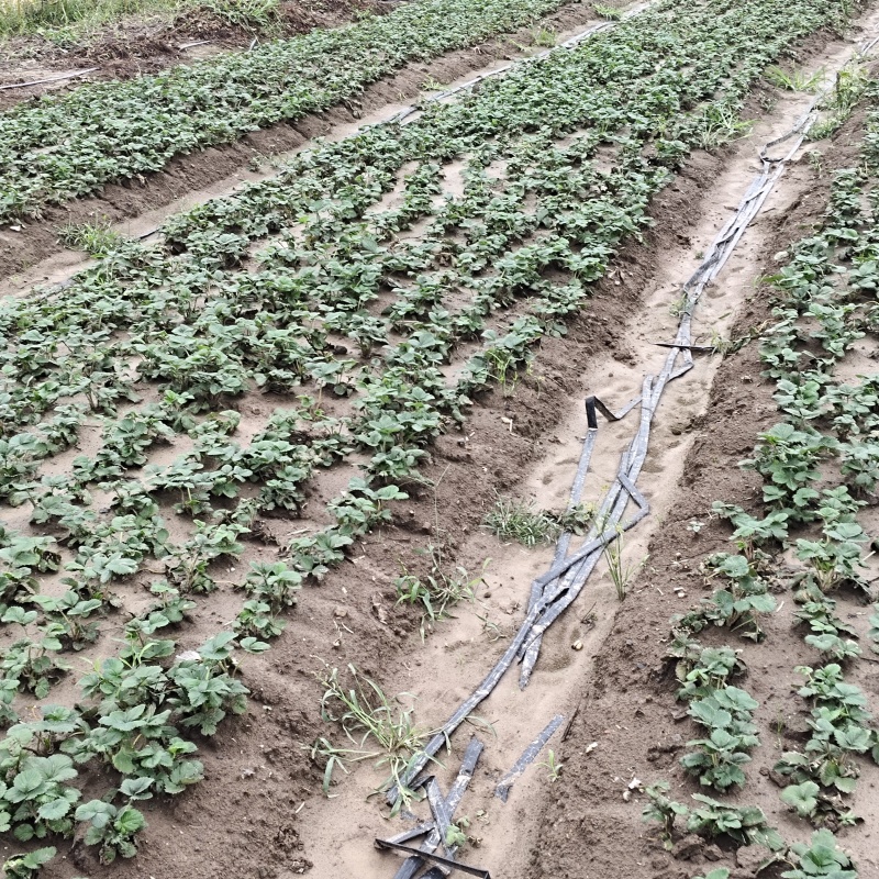 假植苗根系发达，保证纯度百分百，成活百分之九十九