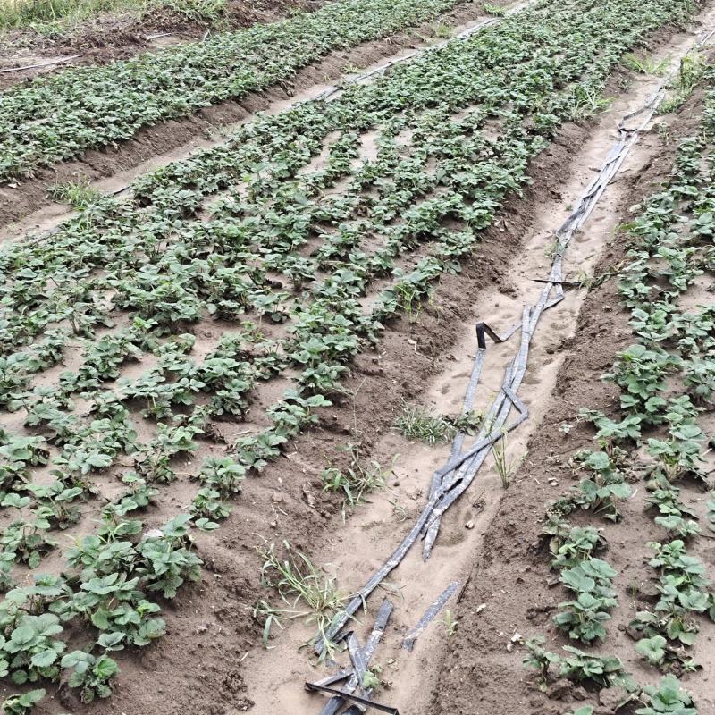 假植苗根系发达，保证纯度百分百，成活百分之九十九