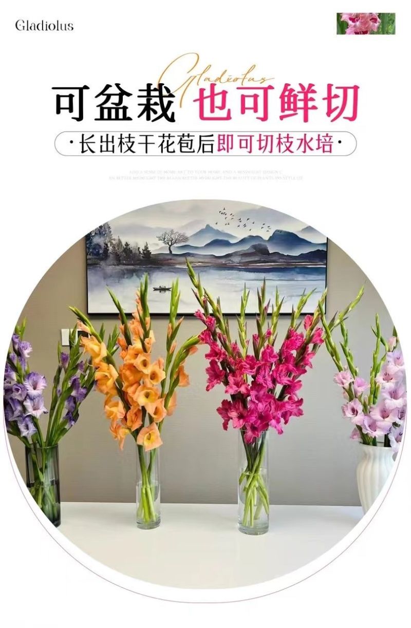 剑兰种球四季唐菖蒲室内外庭院阳台多年生花卉盆栽耐寒耐热花