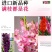 剑兰种球四季唐菖蒲室内外庭院阳台多年生花卉盆栽耐寒耐热花