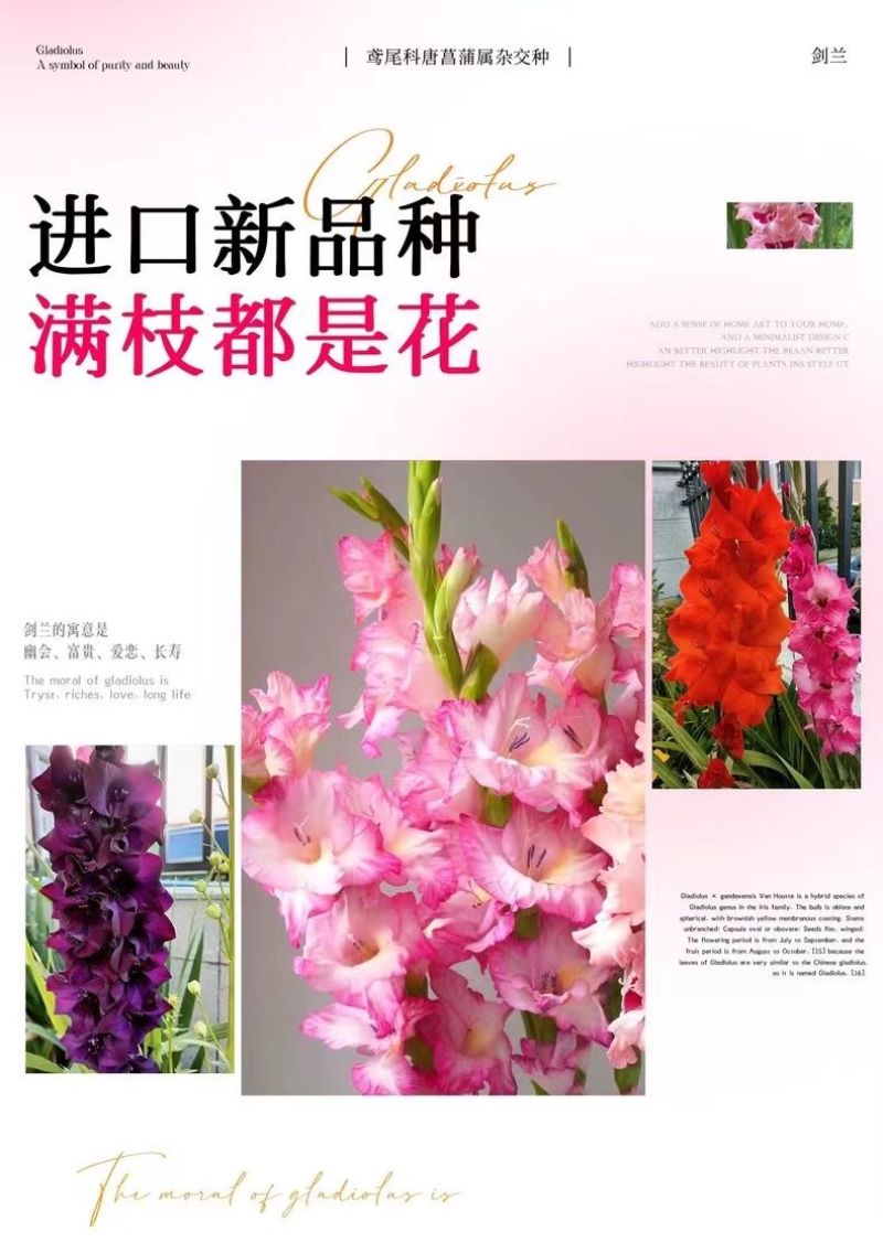 剑兰种球四季唐菖蒲室内外庭院阳台多年生花卉盆栽耐寒耐热花
