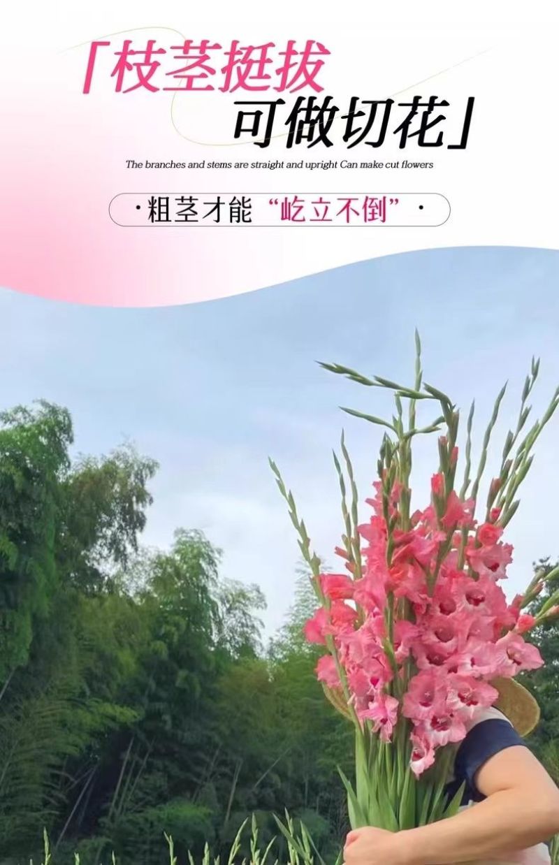 剑兰种球四季唐菖蒲室内外庭院阳台多年生花卉盆栽耐寒耐热花