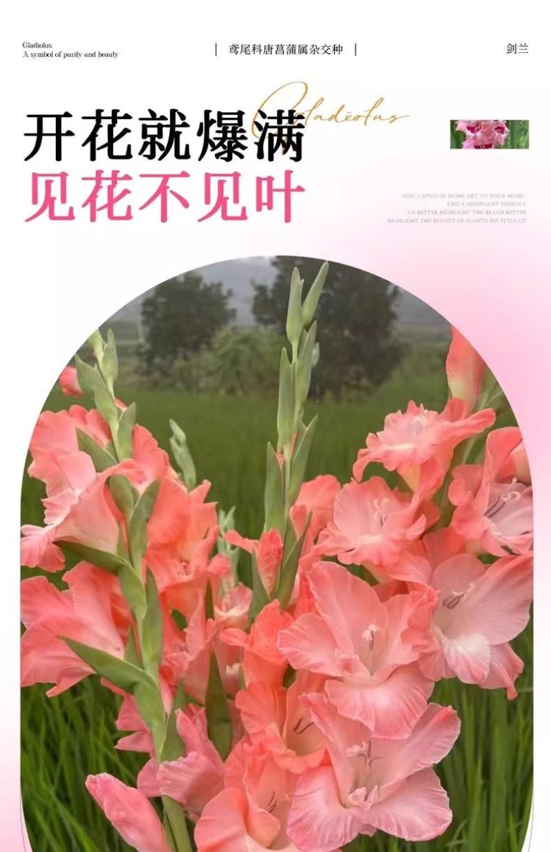 剑兰种球四季唐菖蒲室内外庭院阳台多年生花卉盆栽耐寒耐热花