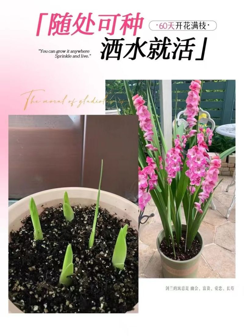 剑兰种球四季唐菖蒲室内外庭院阳台多年生花卉盆栽耐寒耐热花