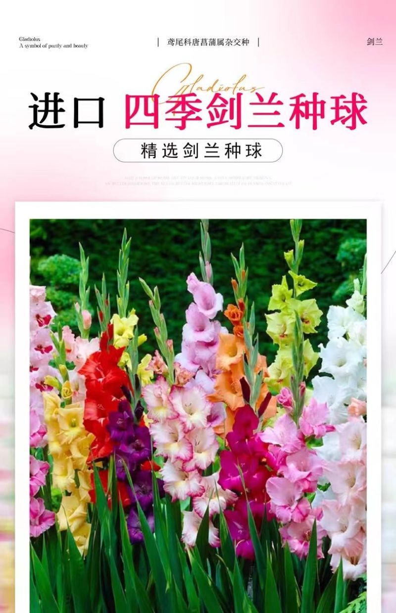 剑兰种球四季唐菖蒲室内外庭院阳台多年生花卉盆栽耐寒耐热花