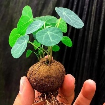 山乌龟爬藤植物盆栽室内红藤圆叶金不换阳台花园多肉块根花卉
