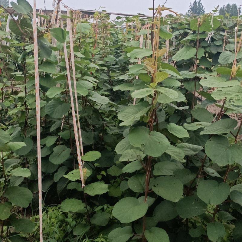 水杨桃嫁接翠香猕猴桃苗基地直发量大从优欢迎来电