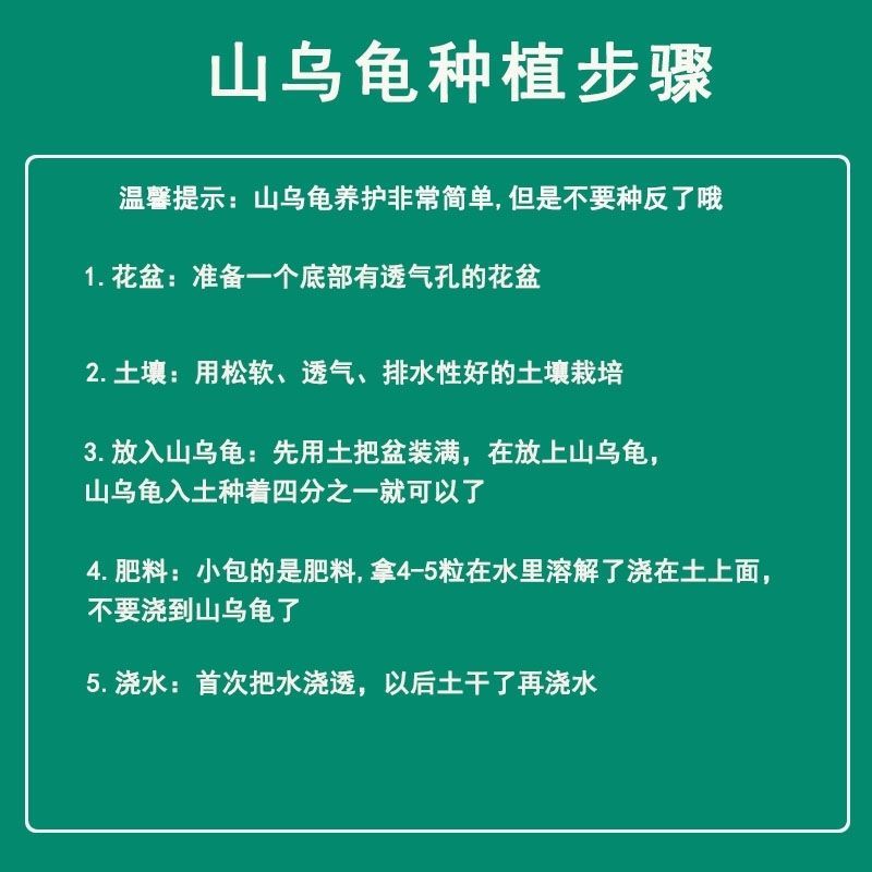 山乌龟爬藤植物盆栽室内红藤圆叶金不换阳台花园多肉块根花卉